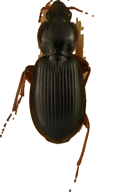 beetle_135.png