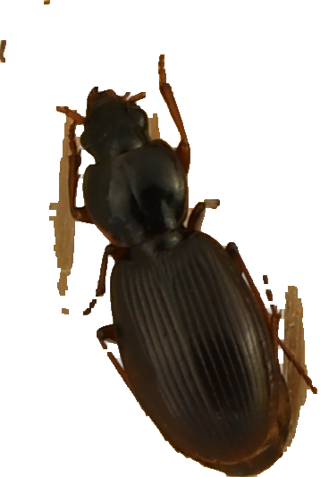 beetle_148.png