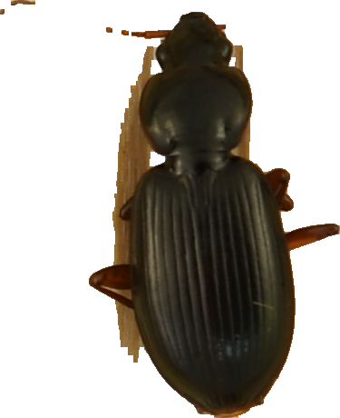 beetle_271.png