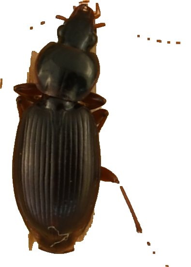 beetle_278.png