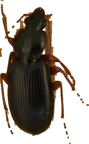 beetle_285.png