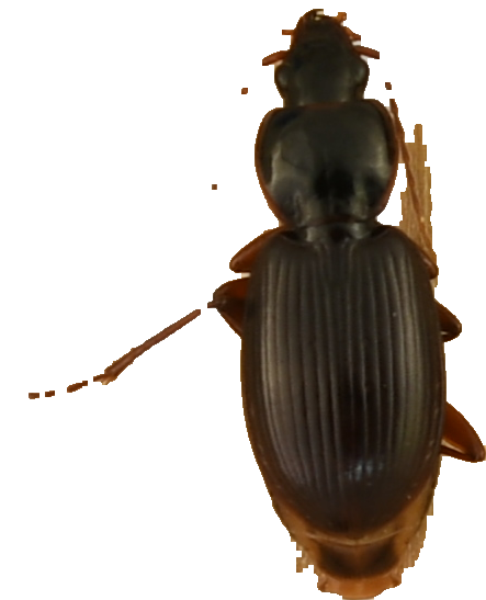 beetle_296.png