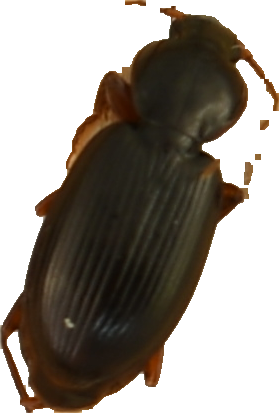 beetle_327.png