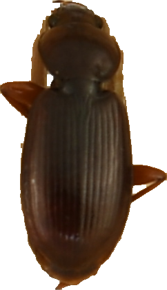 beetle_328.png