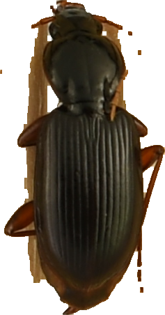 beetle_168.png