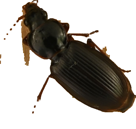 beetle_233.png