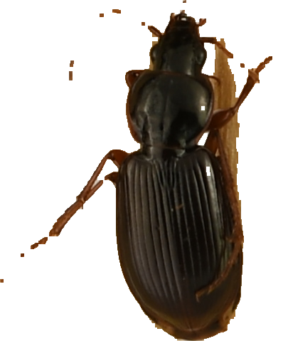 beetle_251.png