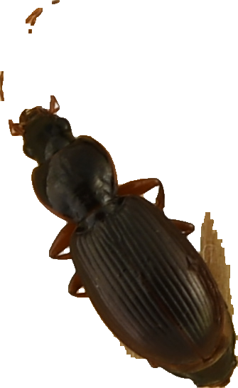 beetle_269.png