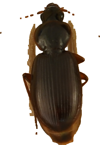 beetle_487.png