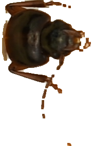 beetle_531.png