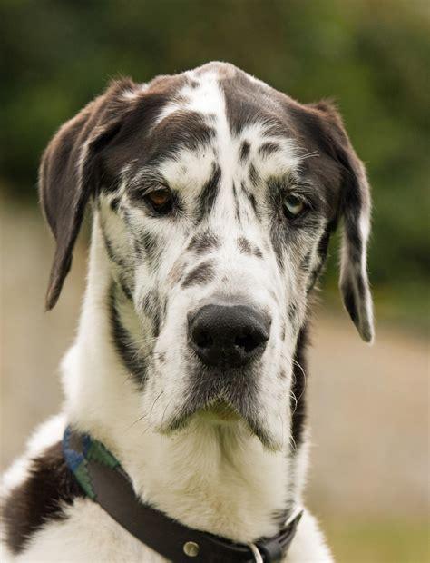 great dane