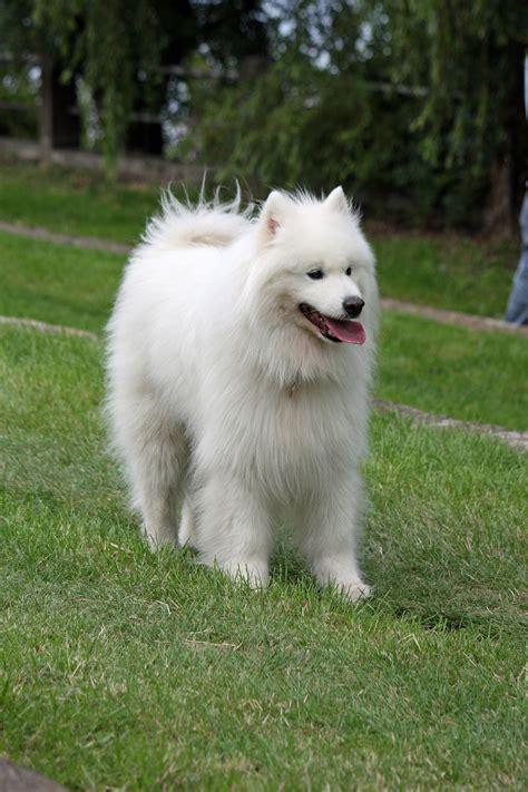 samoyed