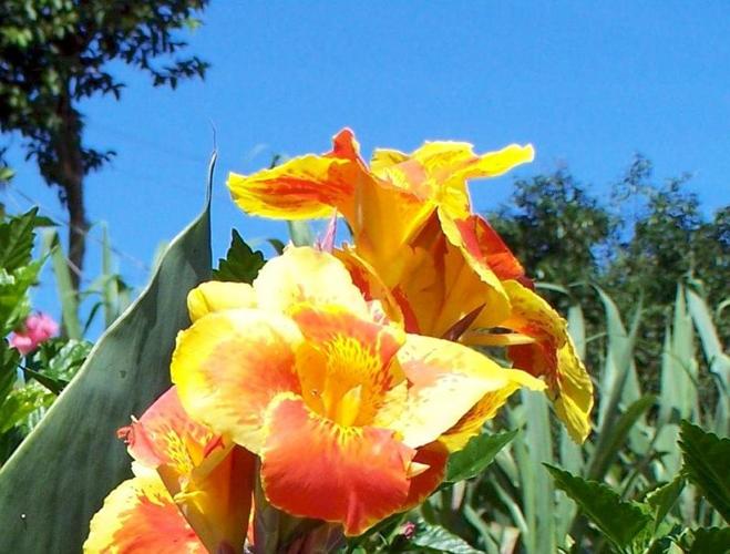 <canna lily> 9