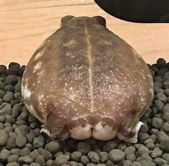 <chonkfrog> 2