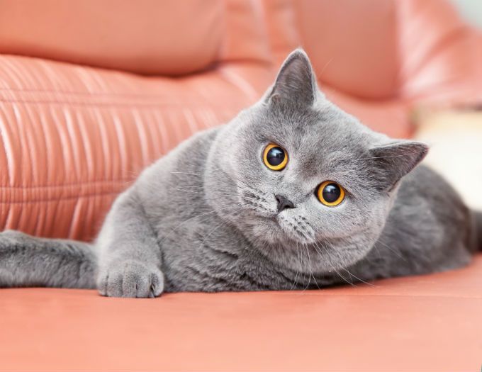 British Shorthair.jpg