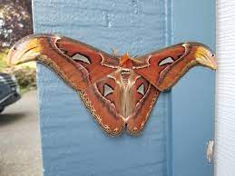 Moth_2.jpg