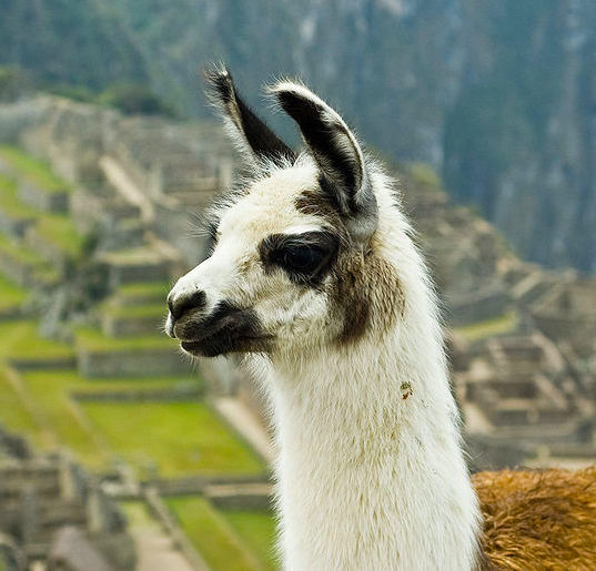 llama.jpg