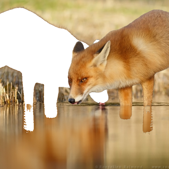 fox_drinking__edit__01.png