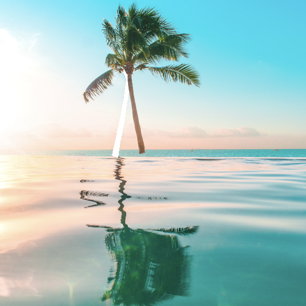 palm_tree__edit__01.png