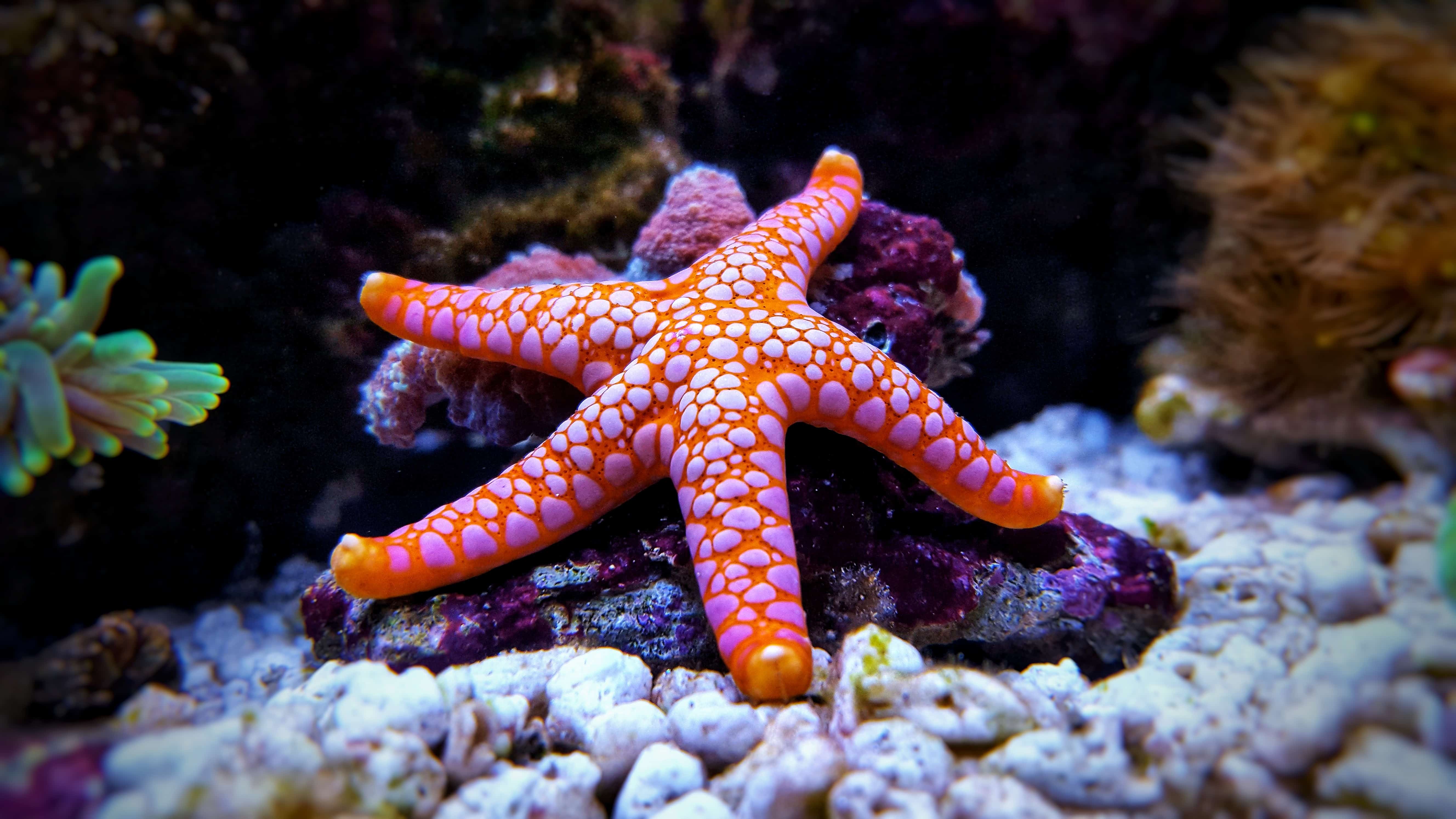 starfish.jpg