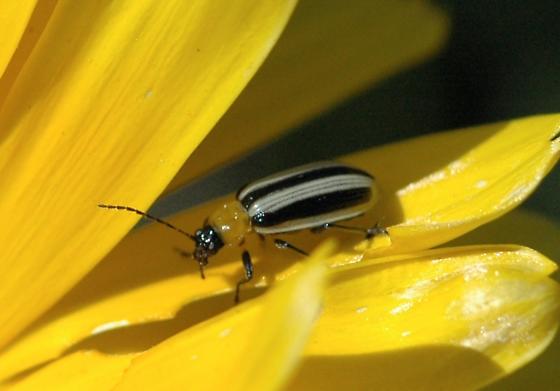 western striped cucumber.jpg