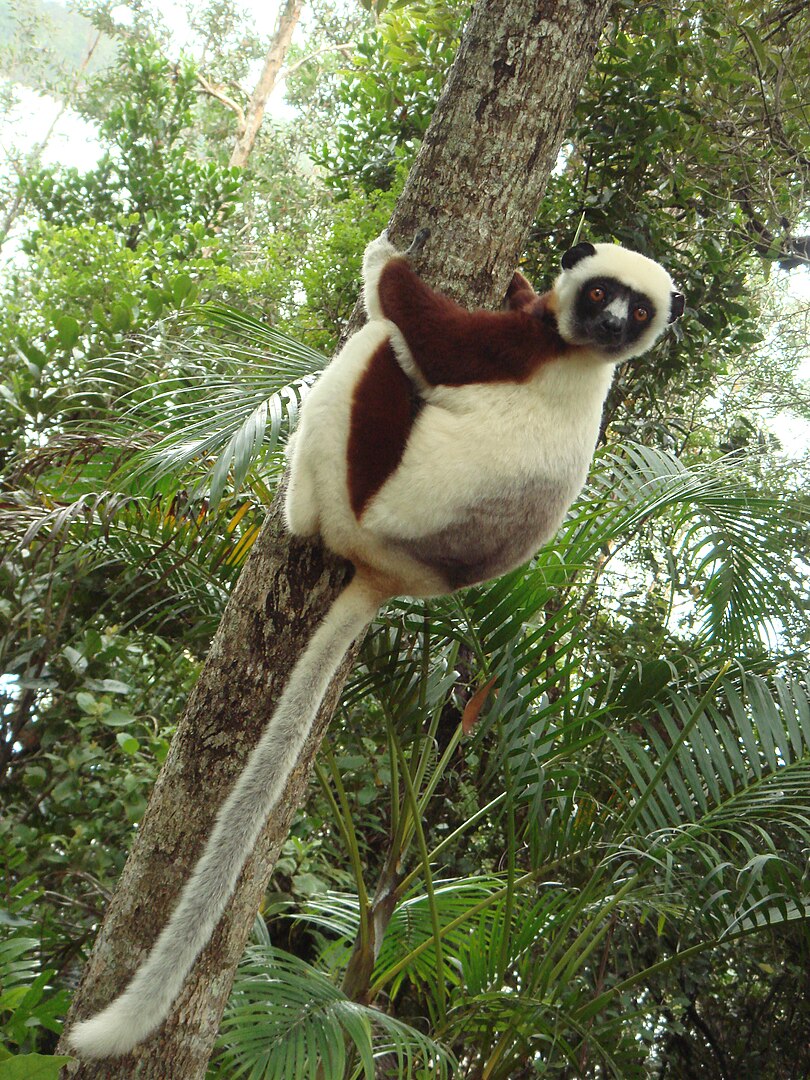 lemur.jpg