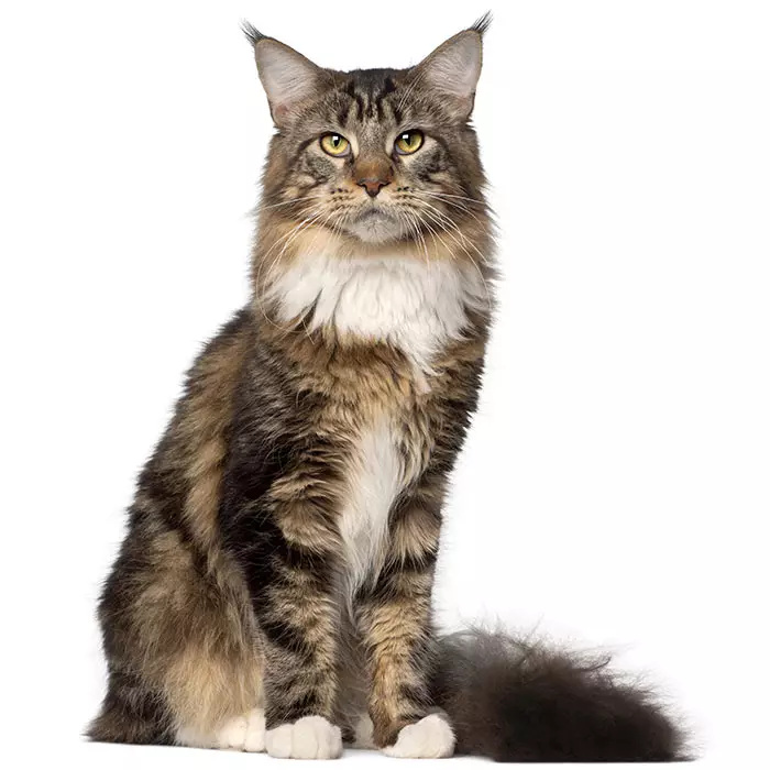 maine_coon.webp