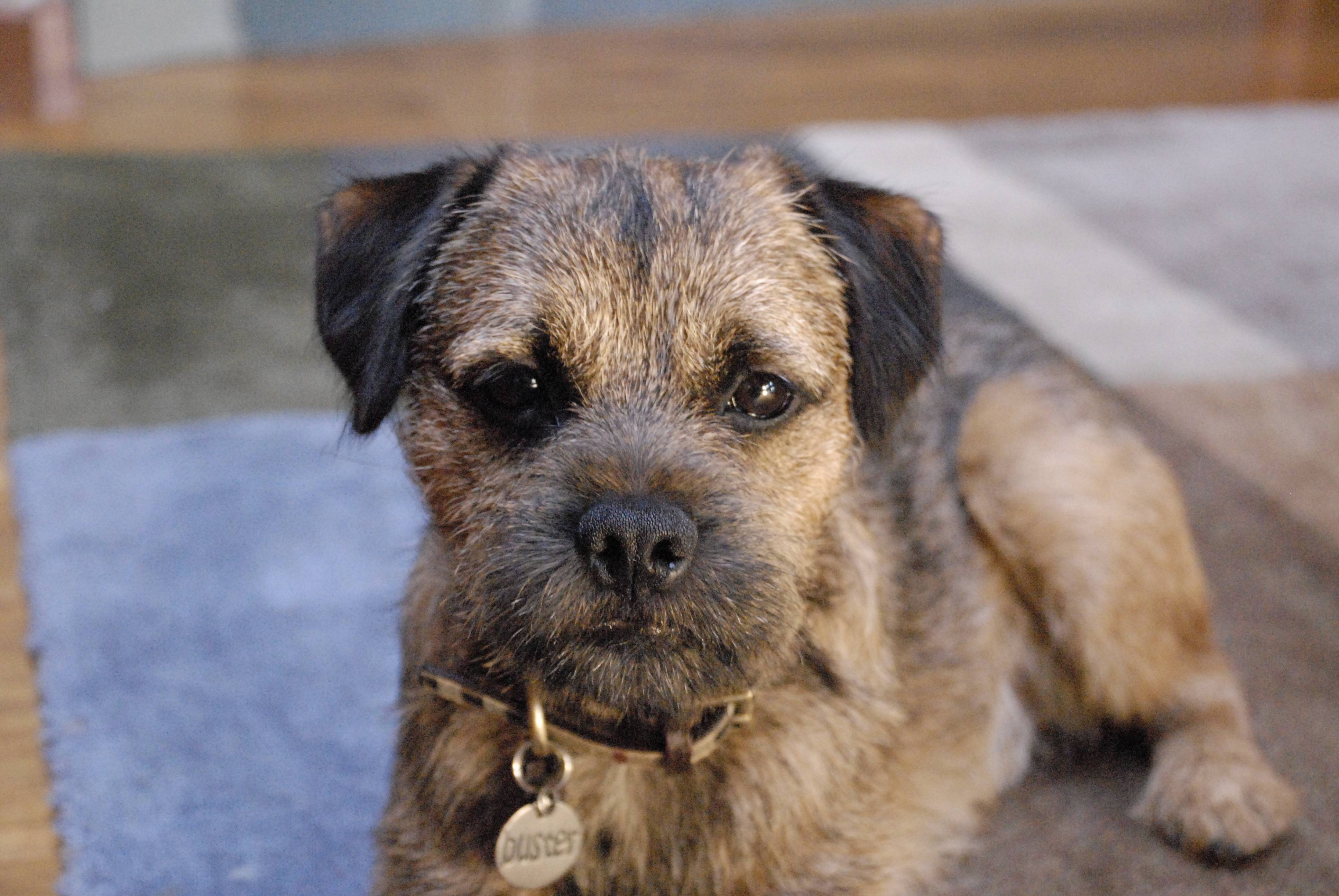 border-terrier.jpg