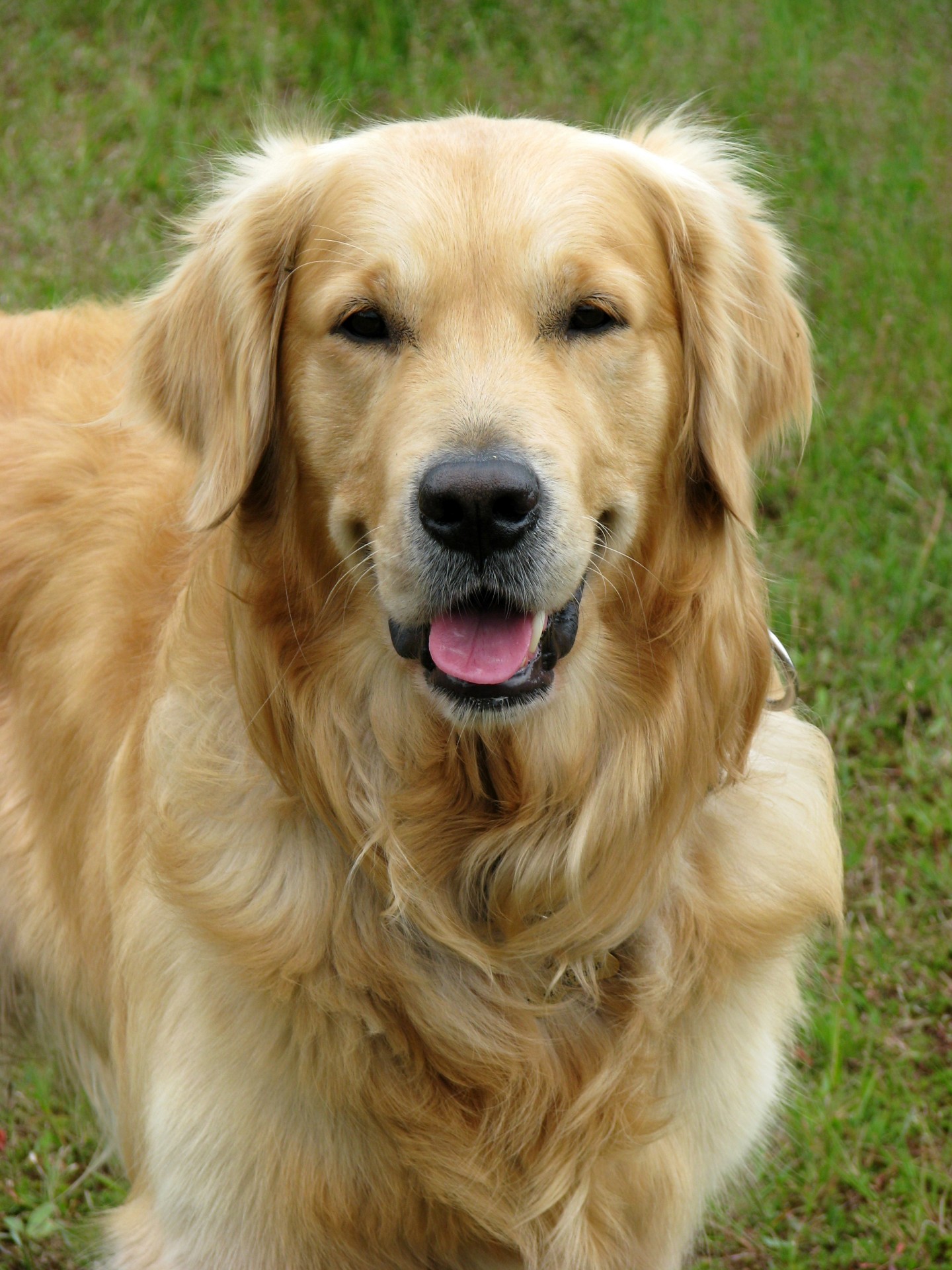 golden-retriever.jpg