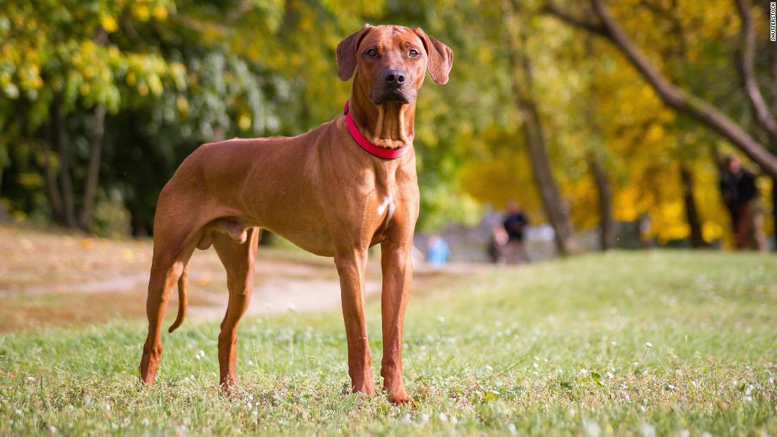 201030094143-stock-rhodesian-ridgeback-super-tease.jpg