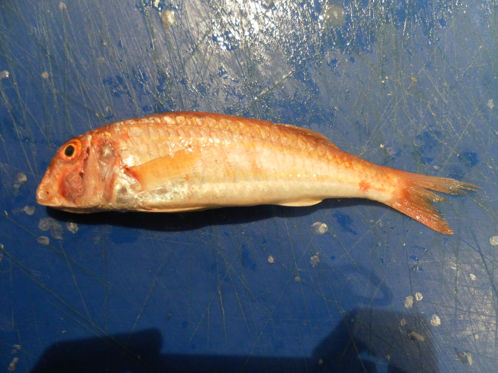 Striped_Red_Mullet.png