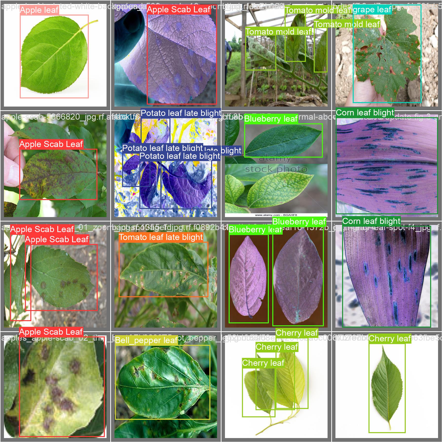 umutkavakli/yolov5l-leaf-disease