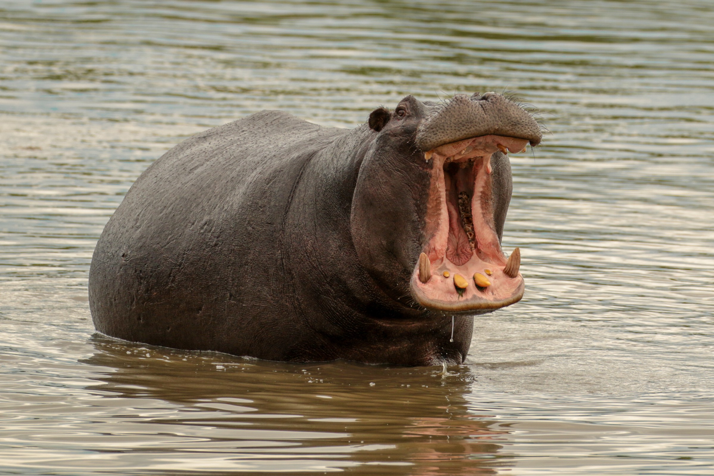 hippo