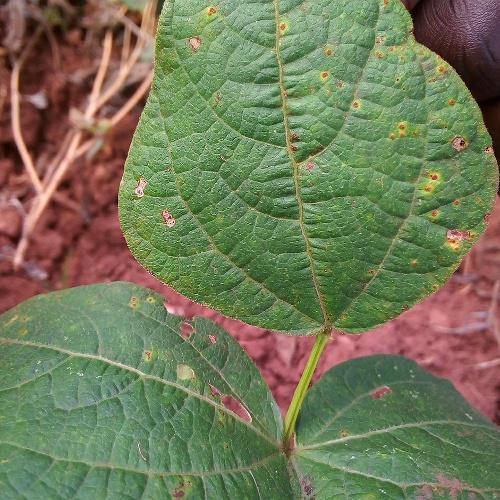 Bean Rust